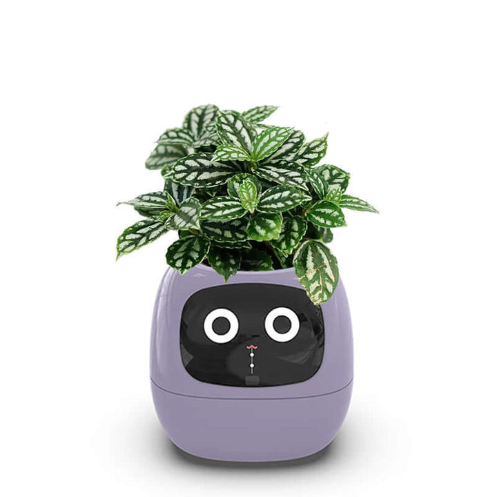 Smart flower pot with automatic watering and digital photo frame
